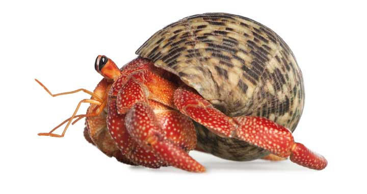 Informationen Insel Borkum 1 – 6