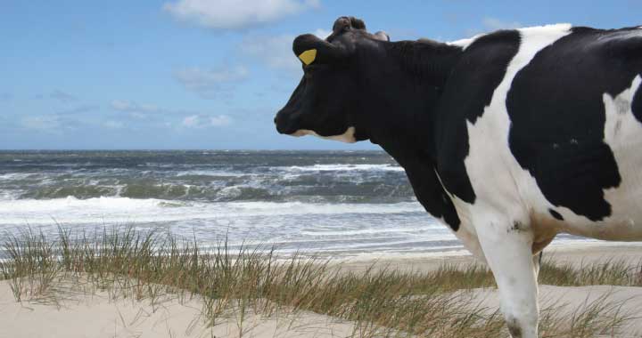 Informationen Insel Borkum 1 – 6