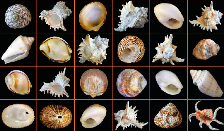 Informationen Insel Borkum 1 – 6
