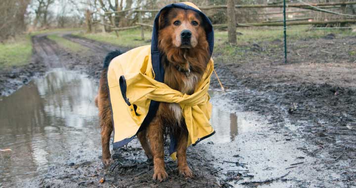 Informationen Insel Borkum 1 – 6