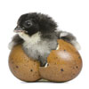Insel Borkum Vögel