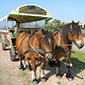 Reiten_A_15120557-Josef-Jung Reiten