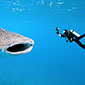 Insel Borkum Fische