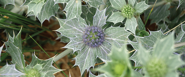 Informationen Insel Borkum 1 – 6