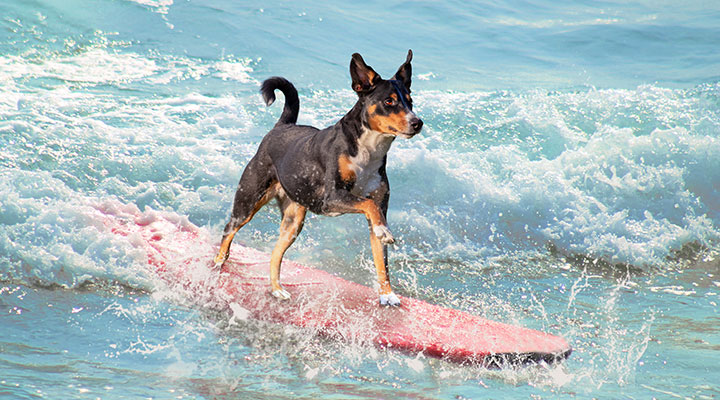 Surfbrett