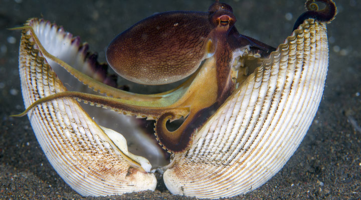 Krakenorakel
