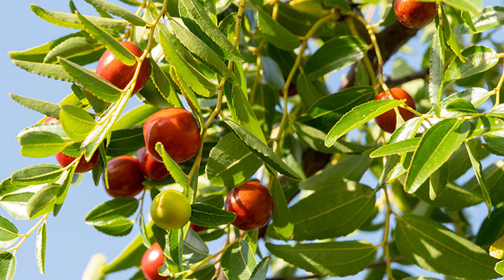 Jojoba_A_531891310_Alika Jojoba