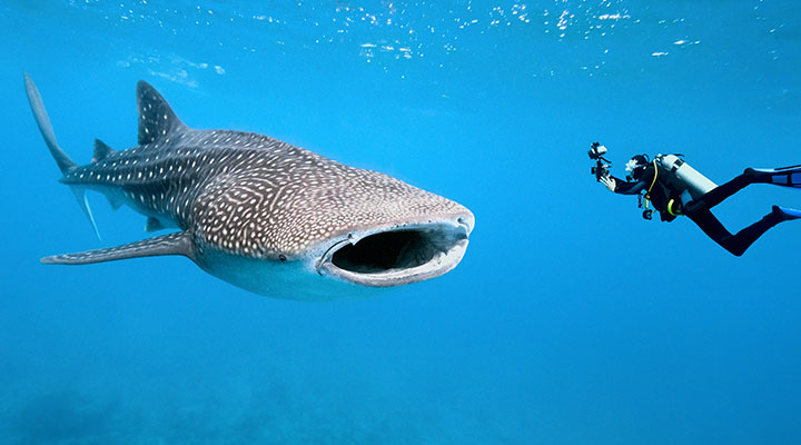 Fische_A_36660934_crisod Fische