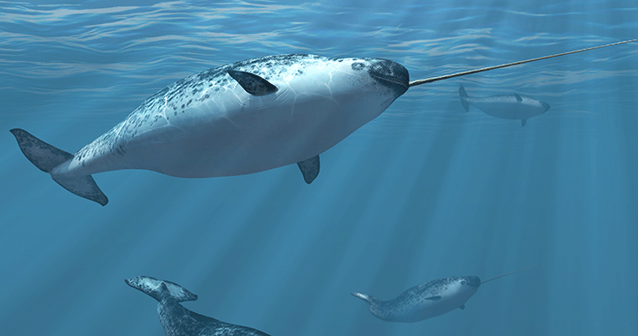 Informationen Insel Borkum 1 – 6