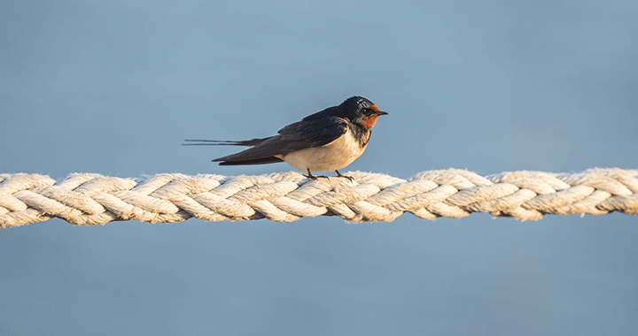 Informationen Insel Borkum 1 – 6